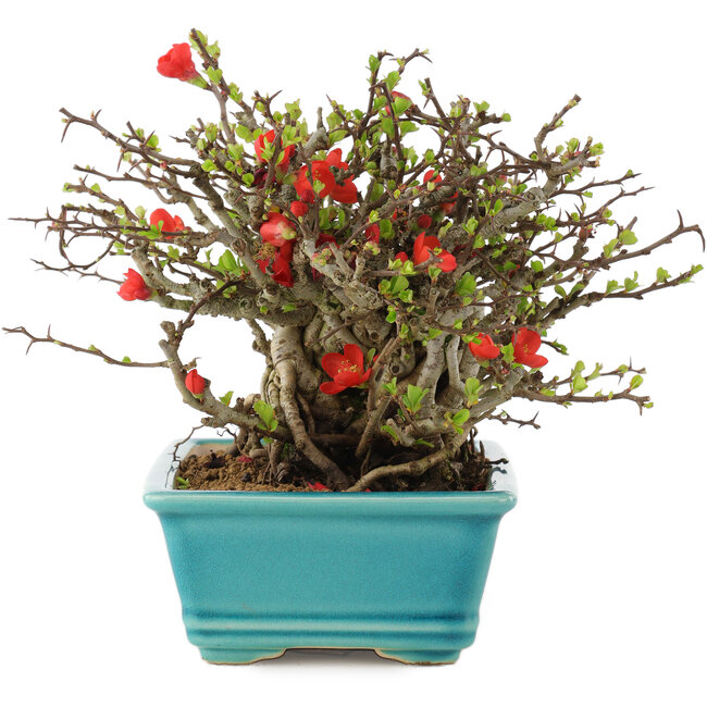 Chaenomeles speciosa Chojubai, 15 cm, ± 45 jaar oud, met rode bloemen