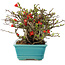 Chaenomeles speciosa Chojubai, 15 cm, ± 45 años, con flores rojas