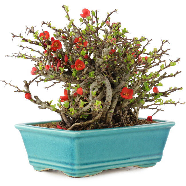 Chaenomeles speciosa Chojubai, 15 cm, ± 45 anni, con fiori rossi