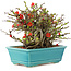Chaenomeles speciosa Chojubai, 15 cm, ± 45 anni, con fiori rossi