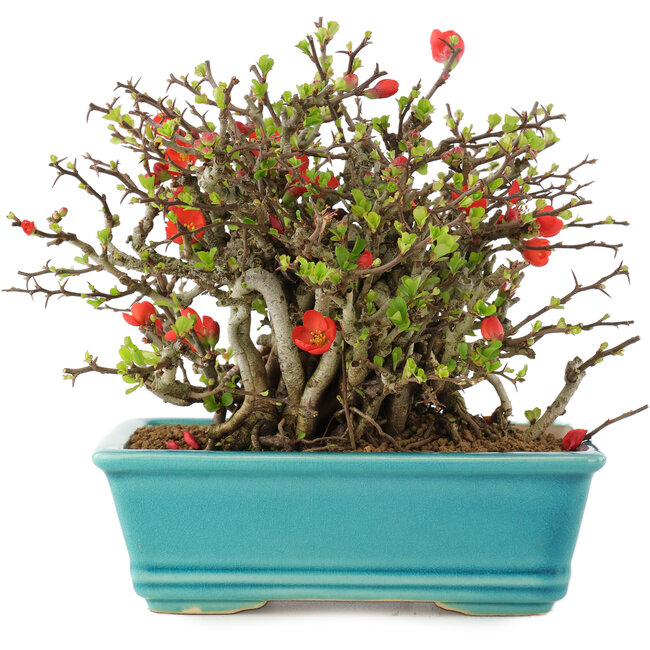 Chaenomeles speciosa Chojubai, 15 cm, ± 45 ans, à fleurs rouges