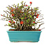 Chaenomeles speciosa Chojubai, 15 cm, ± 45 anni, con fiori rossi
