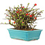 Chaenomeles speciosa Chojubai, 15 cm, ± 45 años, con flores rojas