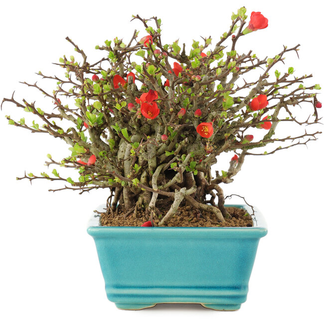 Chaenomeles speciosa Chojubai, 15 cm, ± 45 anni, con fiori rossi