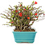 Chaenomeles speciosa Chojubai, 15 cm, ± 45 años, con flores rojas