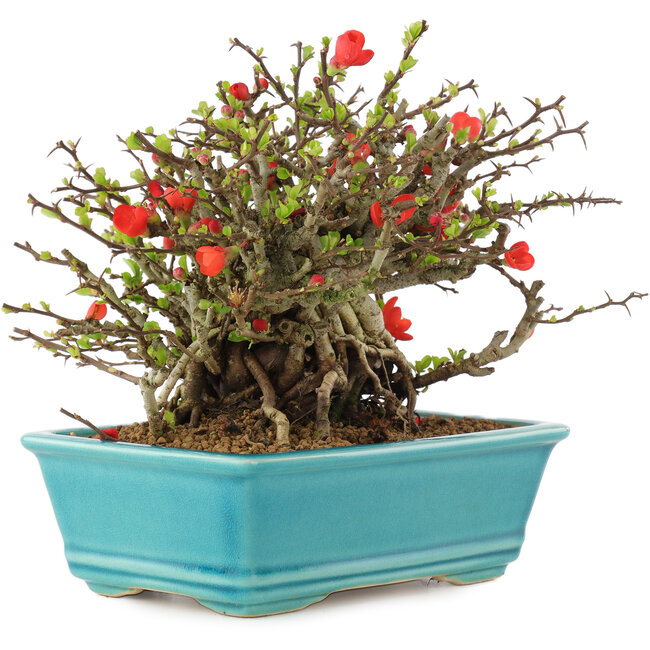 Chaenomeles speciosa Chojubai, 15 cm, ± 45 ans, à fleurs rouges