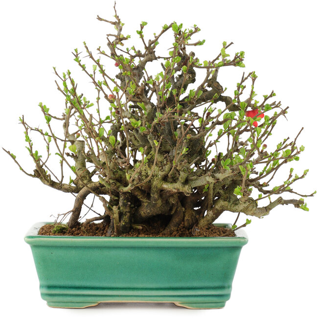 Chaenomeles speciosa Chojubai, 17 cm, ± 45 Jahre alt, mit roten Blüten