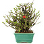 Chaenomeles speciosa Chojubai, 17 cm, ± 45 Jahre alt, mit roten Blüten