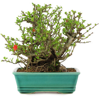 Chaenomeles speciosa Chojubai, 18 cm, ± 45 Jahre alt