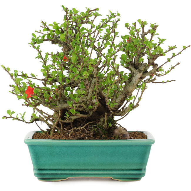 Chaenomeles speciosa Chojubai, 18 cm, ± 45 Jahre alt, mit roten Blüten