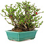 Chaenomeles speciosa Chojubai, 18 cm, ± 45 Jahre alt, mit roten Blüten