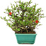 Chaenomeles speciosa Chojubai, 18 cm, ± 45 anni, con fiori rossi