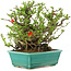 Chaenomeles speciosa Chojubai, 18 cm, ± 45 anni, con fiori rossi