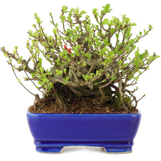 Chaenomeles speciosa Chojubai, 16 cm, ± 45 anni