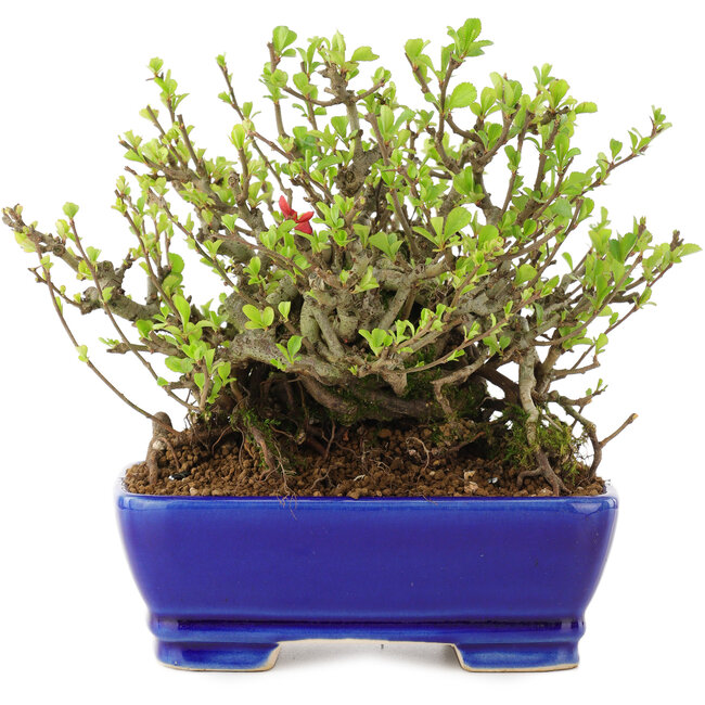 Chaenomeles speciosa Chojubai, 16 cm, ± 45 ans, à fleurs rouges