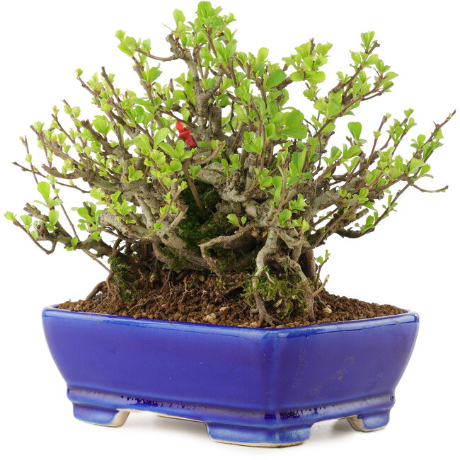 Chaenomeles speciosa Chojubai, 16 cm, ± 45 ans, à fleurs rouges