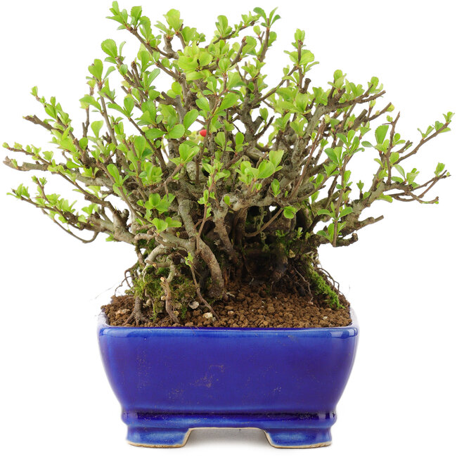 Chaenomeles speciosa Chojubai, 16 cm, ± 45 ans, à fleurs rouges