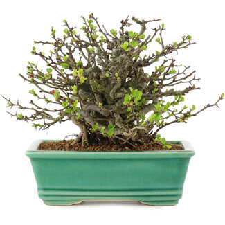 Chaenomeles speciosa Chojubai, 14,5 cm, ± 45 jaar oud