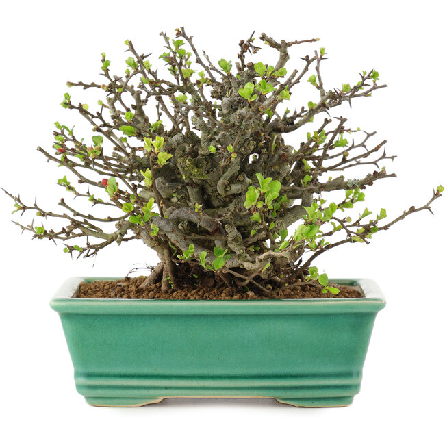 Chaenomeles speciosa Chojubai, 14,5 cm, ± 45 ans, à fleurs rouges