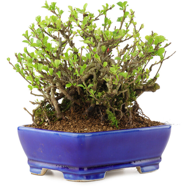 Chaenomeles speciosa Chojubai, 16 cm, ± 45 anni, con fiori rossi