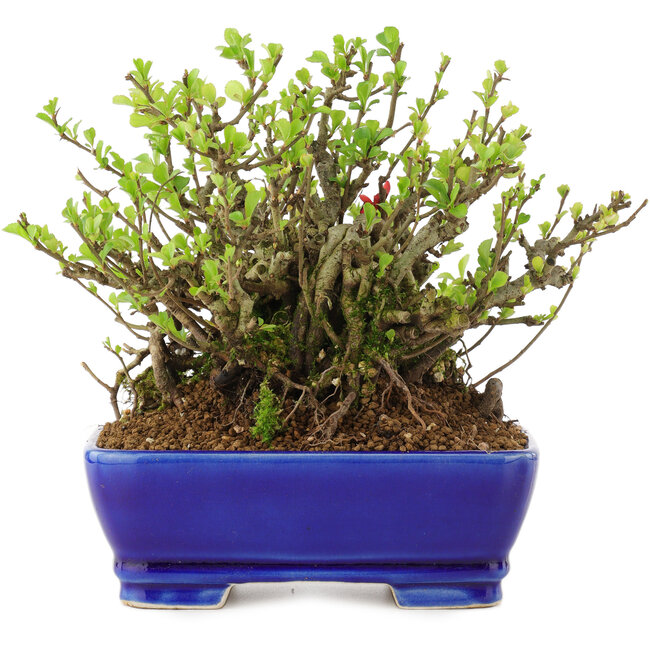 Chaenomeles speciosa Chojubai, 16 cm, ± 45 anni, con fiori rossi