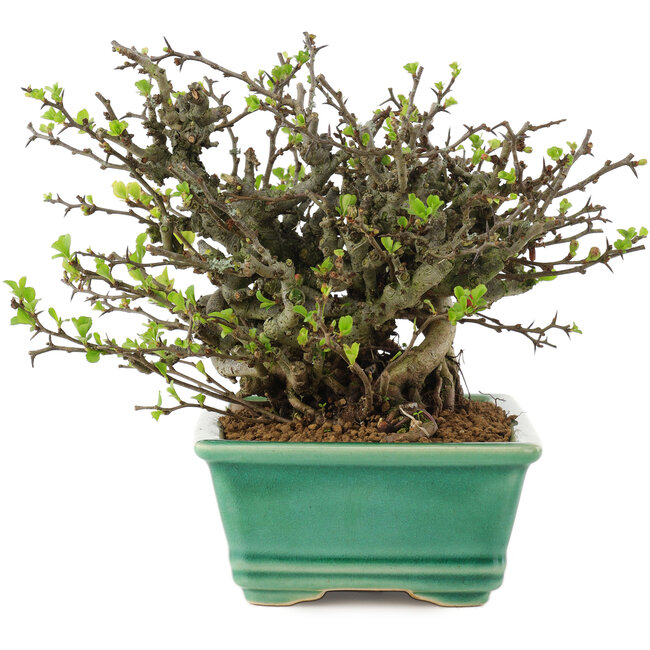 Chaenomeles speciosa Chojubai, 14,5 cm, ± 45 años, con flores rojas