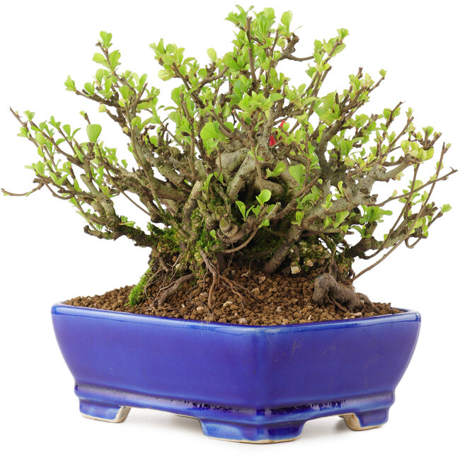 Chaenomeles speciosa Chojubai, 16 cm, ± 45 anni, con fiori rossi