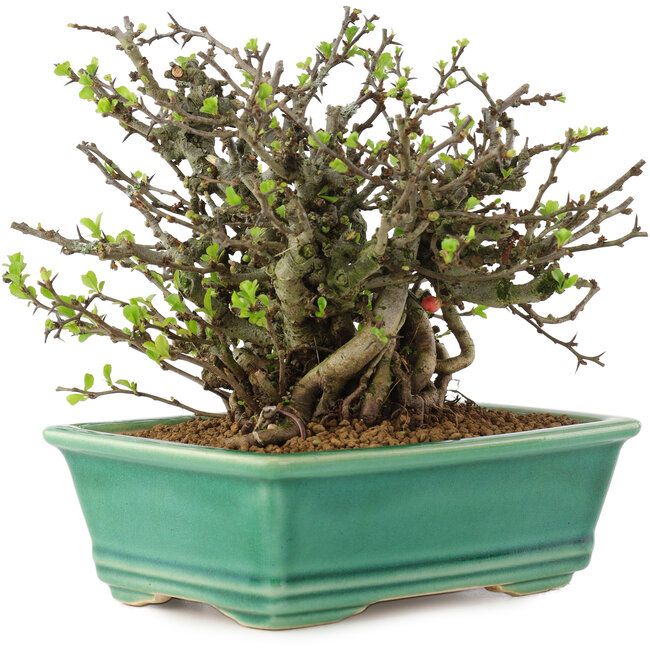 Chaenomeles speciosa Chojubai, 14,5 cm, ± 45 años, con flores rojas