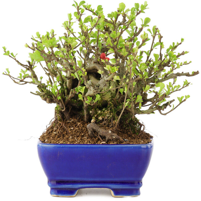 Chaenomeles speciosa Chojubai, 16 cm, ± 45 anni, con fiori rossi