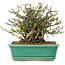 Chaenomeles speciosa Chojubai, 14,5 cm, ± 45 anni, con fiori rossi