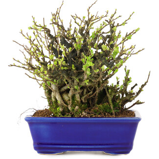 Chaenomeles speciosa Chojubai, 19 cm, ± 45 Jahre alt