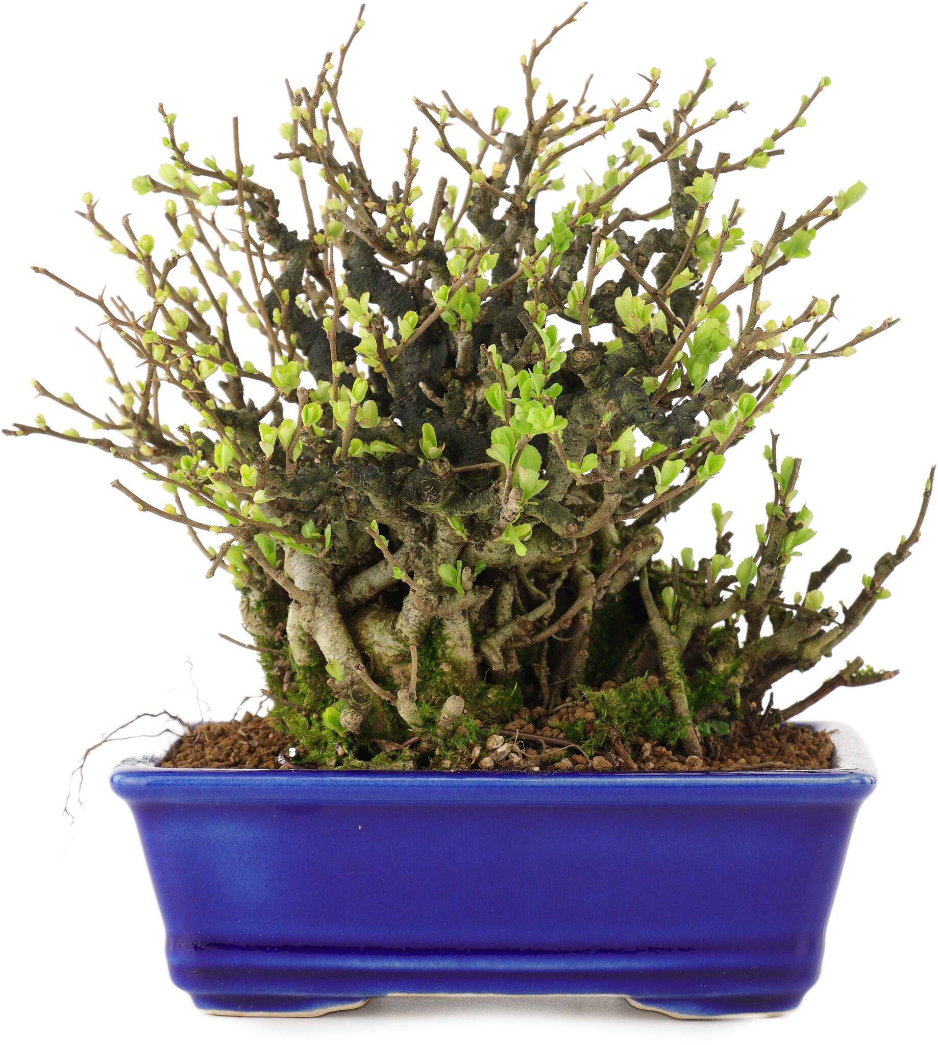 Chaenomeles speciosa, 19 cm,  45 years old, with red flowers - Bonsai Plaza