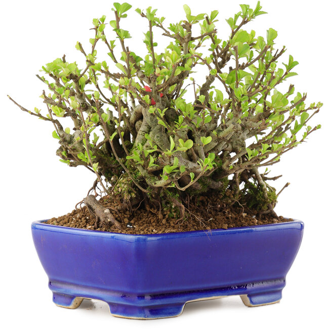 Chaenomeles speciosa Chojubai, 16 cm, ± 45 años, con flores rojas