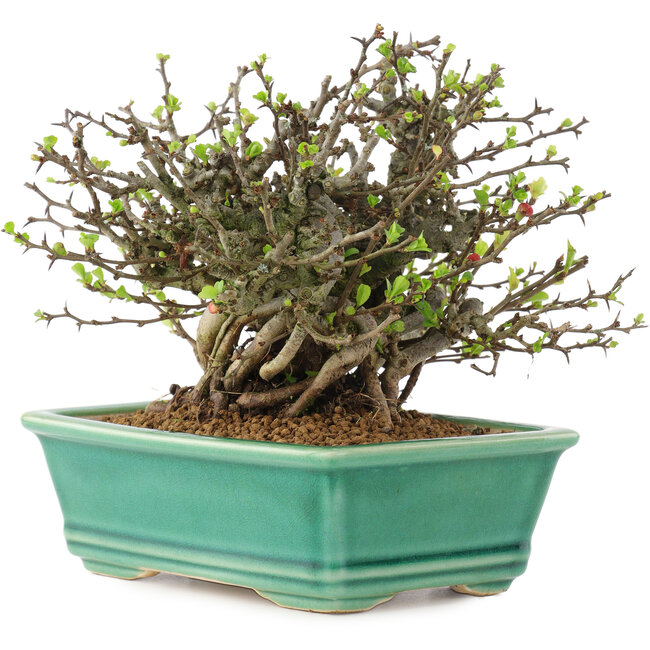 Chaenomeles speciosa Chojubai, 14,5 cm, ± 45 ans, à fleurs rouges