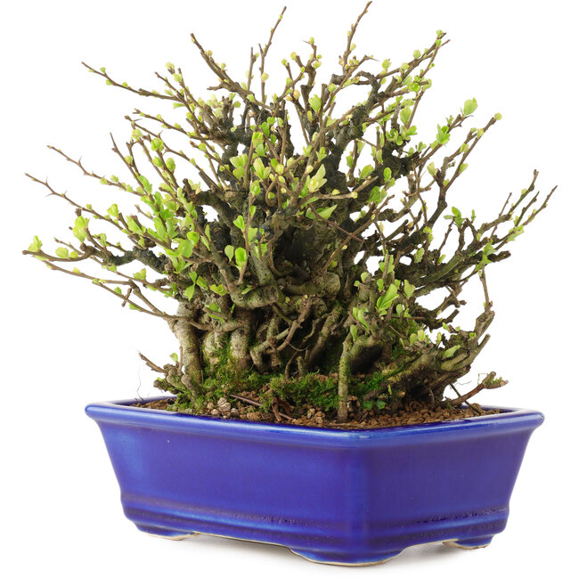 Chaenomeles speciosa Chojubai, 19 cm, ± 45 anni, con fiori rossi