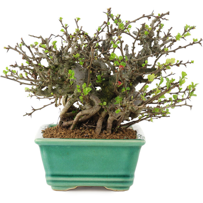 Chaenomeles speciosa Chojubai, 14,5 cm, ± 45 ans, à fleurs rouges