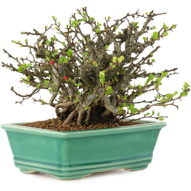 Chaenomeles speciosa Chojubai, 14,5 cm, ± 45 jaar oud, met rode bloemen