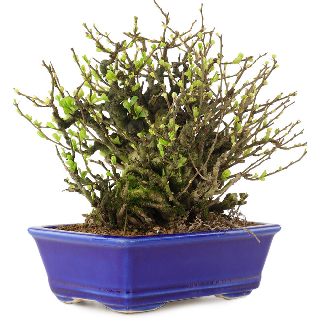 Chaenomeles speciosa Chojubai, 19 cm, ± 45 jaar oud, met rode bloemen