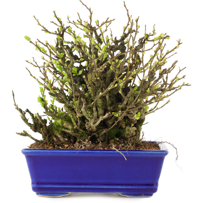 Chaenomeles speciosa Chojubai, 19 cm, ± 45 jaar oud, met rode bloemen