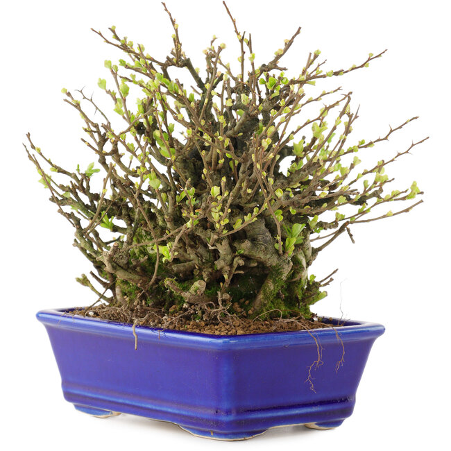 Chaenomeles speciosa Chojubai, 19 cm, ± 45 ans, à fleurs rouges