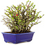 Chaenomeles speciosa Chojubai, 17 cm, ± 45 anni, con fiori rossi