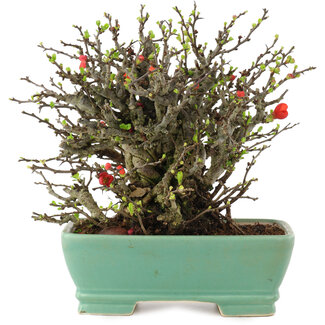 Chaenomeles speciosa Chojubai, 18 cm, ± 45 years old