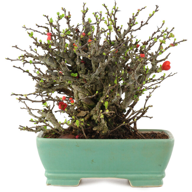 Chaenomeles speciosa Chojubai, 18 cm, ± 45 años, con flores rojas