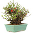 Chaenomeles speciosa Chojubai, 18 cm, ± 45 anni, con fiori rossi