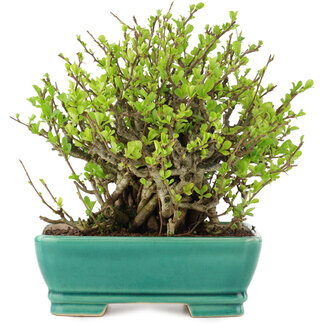 Chaenomeles speciosa Chojubai, 18 cm, ± 45 anni