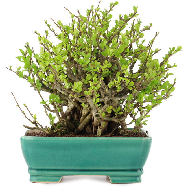 Chaenomeles speciosa Chojubai, 18 cm, ± 45 años, con flores rojas