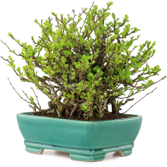 Chaenomeles speciosa Chojubai, 18 cm, ± 45 ans, à fleurs rouges