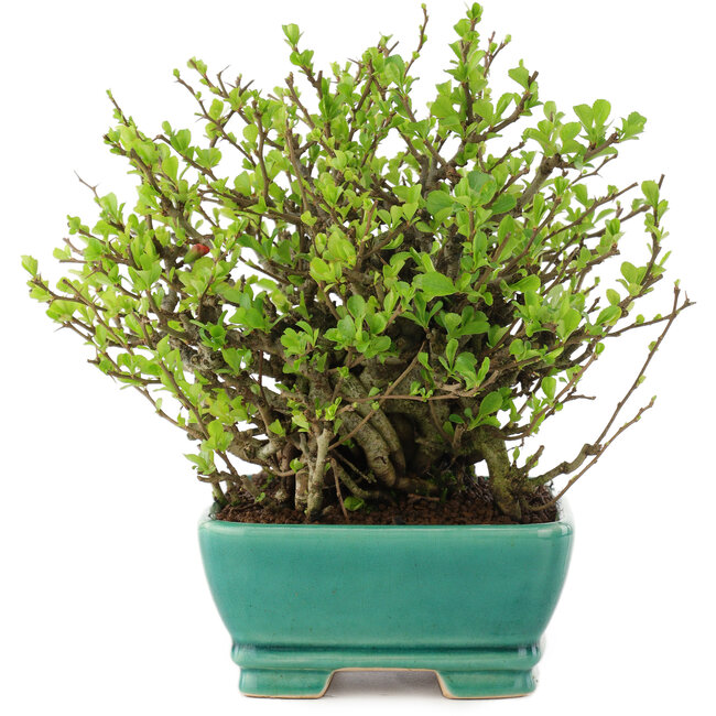 Chaenomeles speciosa Chojubai, 18 cm, ± 45 años, con flores rojas