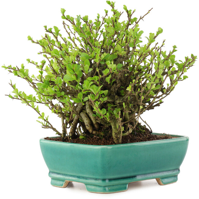 Chaenomeles speciosa Chojubai, 18 cm, ± 45 años, con flores rojas