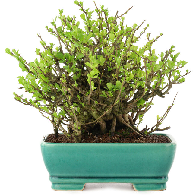 Chaenomeles speciosa Chojubai, 18 cm, ± 45 años, con flores rojas